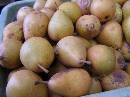 The crop of motley looking pears