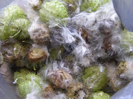 Time to gather swan plant seed