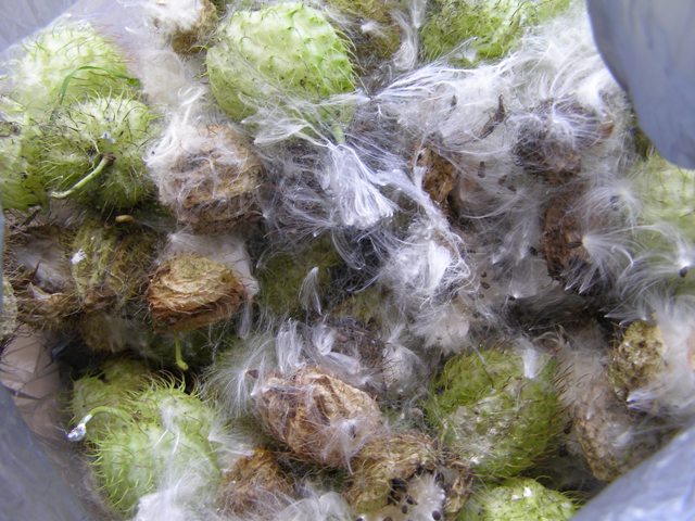 Time to gather swan plant seed