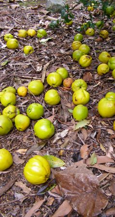 Feeling guilt at wasting the windfall chaenomeles