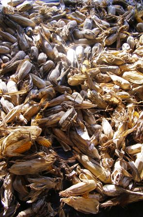 Drying the maize crop for the pigeons