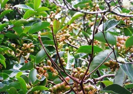 If only they were coffee beans - excessive seed set on Michelia maudiae hybrids in particular