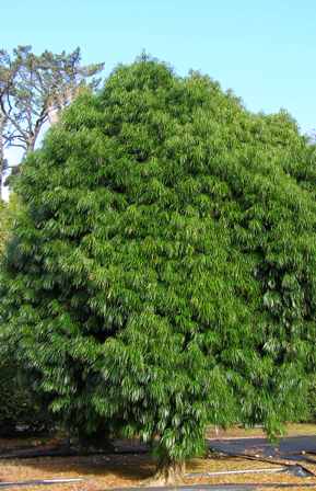 Podocarpus henkelii looks handsome all 12 months of the year