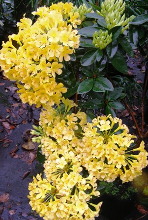 Vireya rhododendron Buttermaid, flowering with great enthusiasm