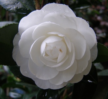 The lovely white sasanqua camellia Early Pearly