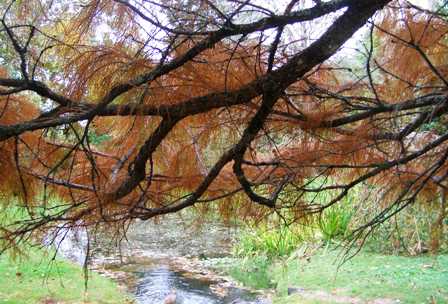 Taxodium ascendans "Nutans" in our park