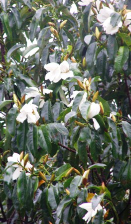 A little battered by the rains, but the first of the michelias has opened