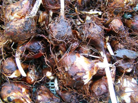 Tigridia bulbs at a dollar each