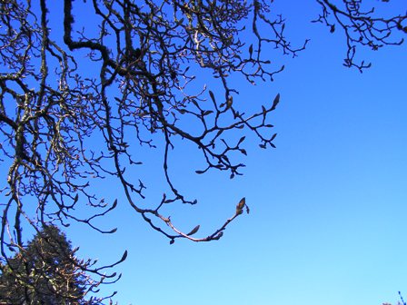 Fattening magnolia buds signal the need for a nightly possum patrol