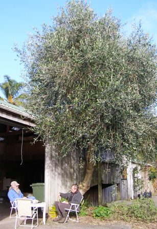 Morning coffee in our work area by the olive tree