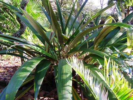Curculigo recurvata - lovely pleated leaves but it needs space
