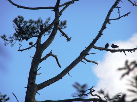 Three paradise ducks but spot the shag