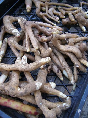 Gloriosa superba tubers from 50c to $3