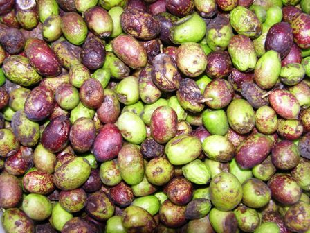 Rather optimistic, hoping to extract oil from the olives