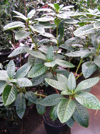 Our pink toned form of Rhododendron sino nuttallii - not available elsewhere, as far as we know