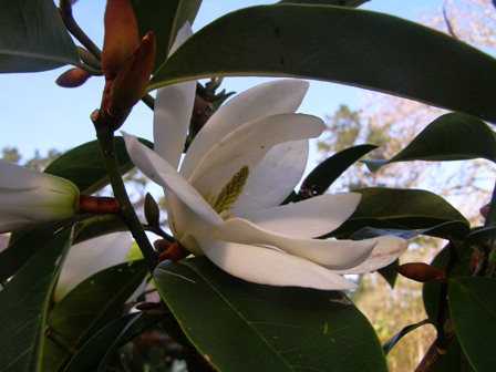 The lovely flowers of the early season michelias