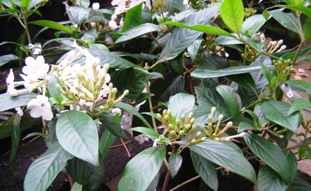 A few plants remaining this season of the lovely Luculia Fragrant Pearl