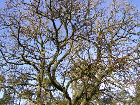 The dominating presence of the original Magnolia Iolanthe
