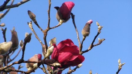 The depths of winter, but Magnolia Vulcan is opening