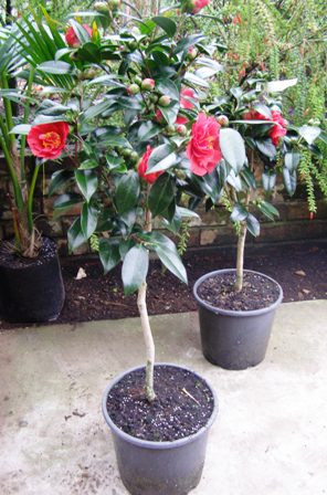 Lollipop standards, Camellia Bob Hope