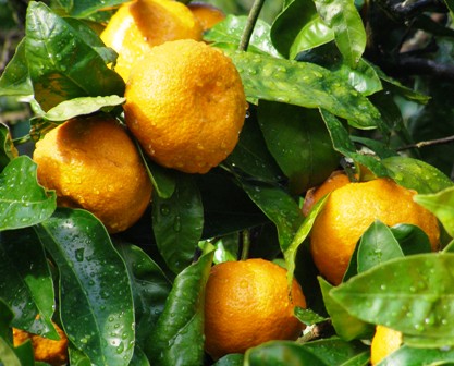 Oranges (or mandarins here) and....