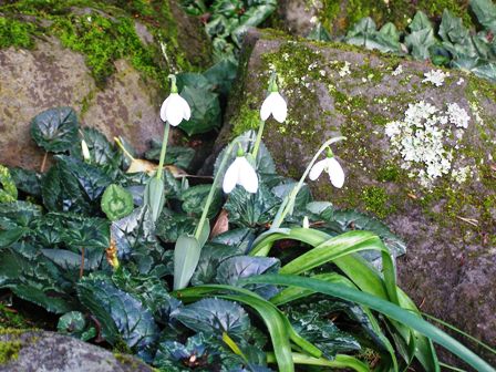 No snow, but we have plenty of snowdrops coming in to flower