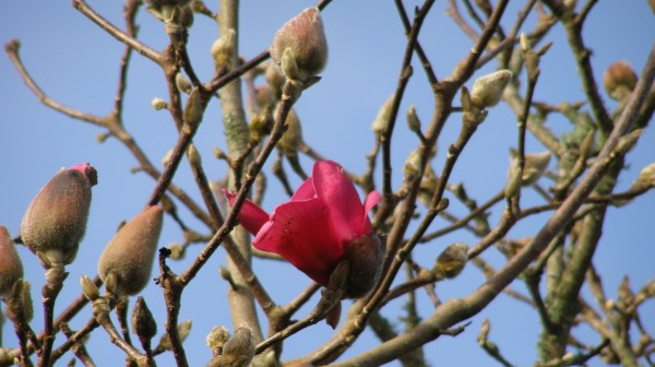 The first blooms on Magnolia Vulcan were hit by hailstones last night