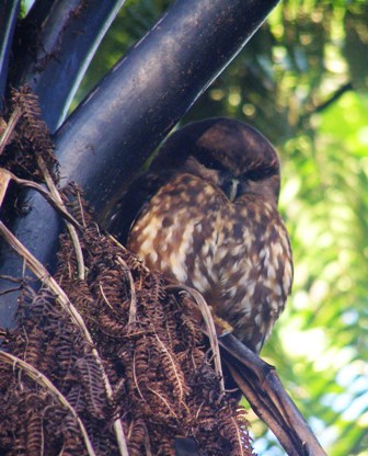 Hedwhig the New Zealand Morepork
