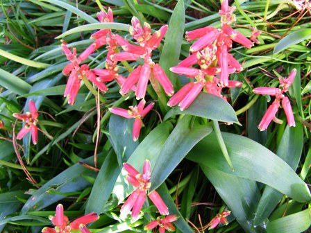 Lachenalia bulbifera, naturalised beneath a large pine tree