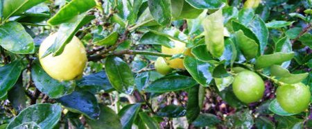 The Tahitian lime - a favoured crop for kitchen use