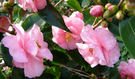 Spring Festival is one of the prettiest in flower this week  though spring is still a way off here