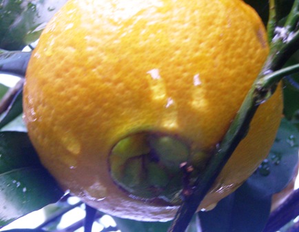 The distinctive navel orange - good eating