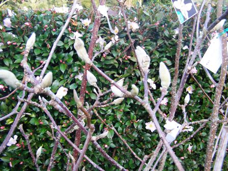 Plenty of magnolia plants laden with fat buds
