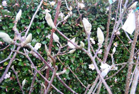 Plenty of magnolia plants laden with fat buds