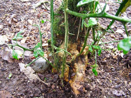 Trifoliata coming away below the graft - our preferred root stock