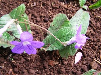 Dividing the streptocarpus