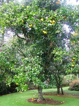 A mature Jaffa orange grown as a lawn specimen