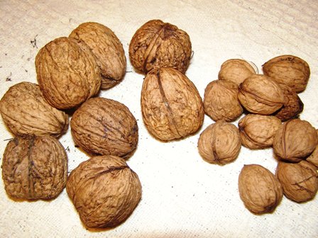 Bigger is better when it comes to walnuts. Standard walnuts to the right, what we think is Freshford Gem to the left