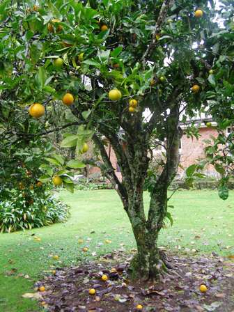 Lue Gim Gong as a lawn specimen - our top performing orange