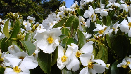 ... Camellia yuhsienensis