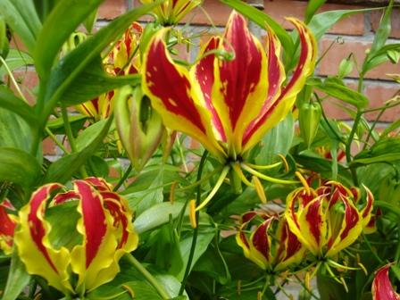 Summer flowering Gloriosa superba
