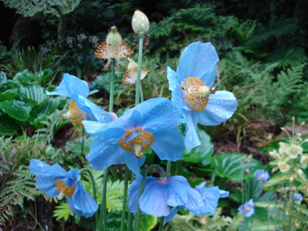 Meconopsis