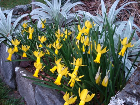 Narcissus cyclamineus 