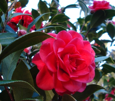 Roma Red - our first new camellia release for a decade
