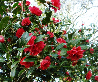 Camellia Roma Red in full bloom