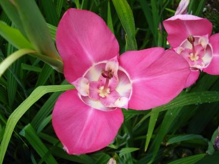 Tigridia pavonia - summer colour