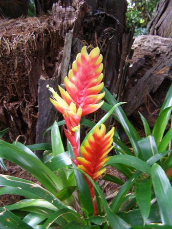 Bromeliads - a vriesea 