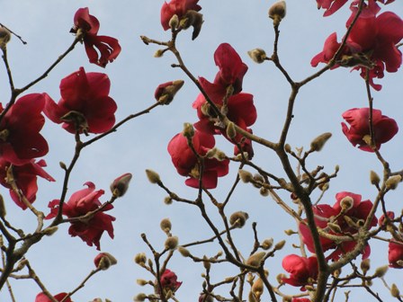 Magnolia Vulcan - the red magnolia in flower locally right now