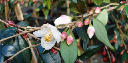 The dainty flowers of Camellia minutiflora