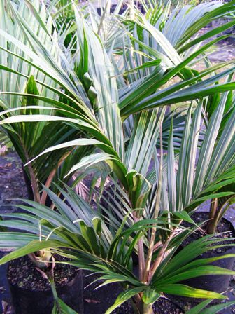 Nikau palms - these are the quick growing Pitt Island form